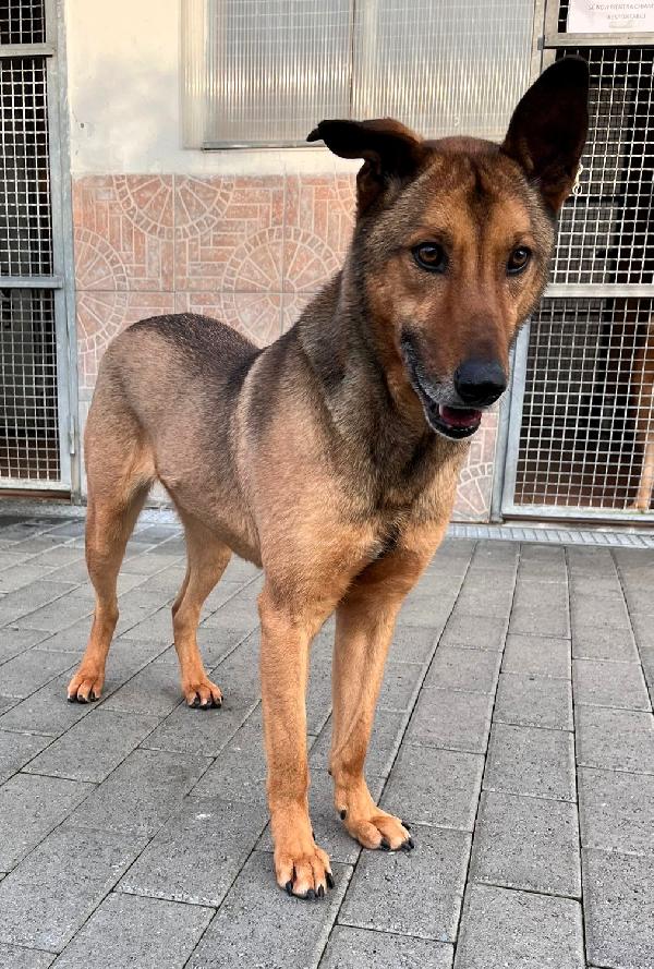 ULISSE LUPETTO TIMIDONE Foto 3